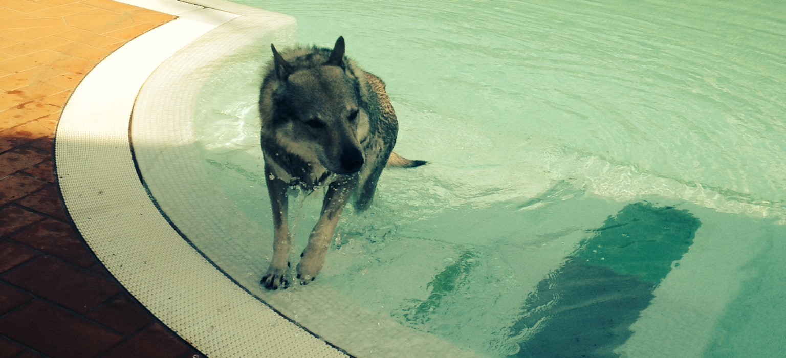 Hotel cane in piscina Rimini