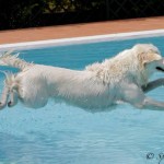 Hotel cani in piscina Rimini