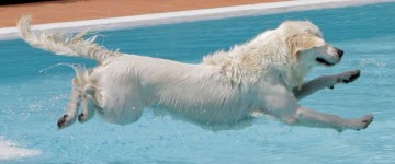 Cane laura spada in piscina