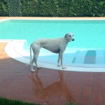 Hotel Pet Friendly Rimini 3 stelle