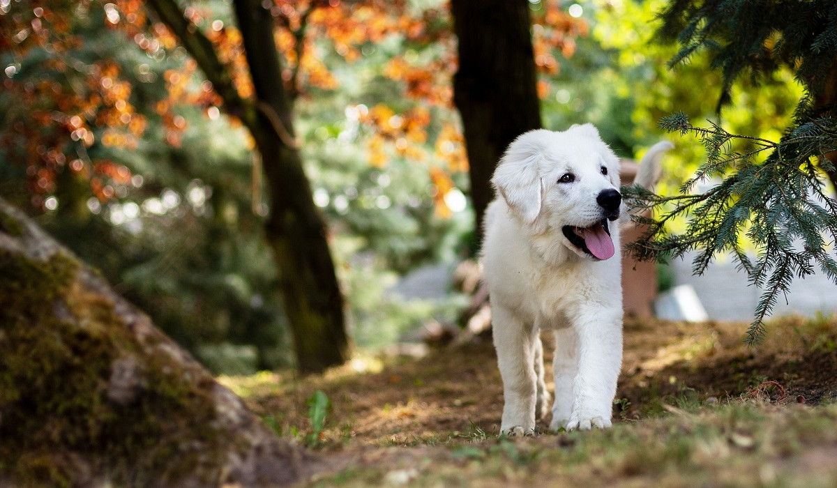 trekking-rimini-casteldelci-cane-felicita-18092022