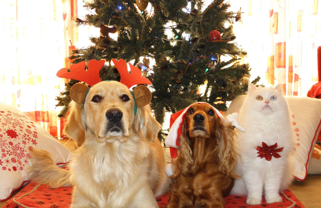 Regalo sotto l'albero 2